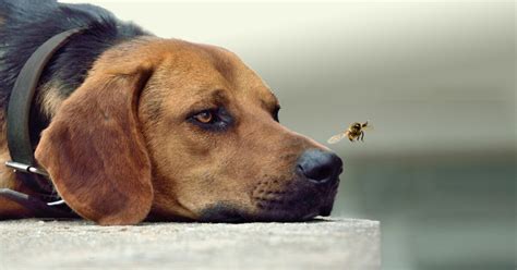 hund svullen i mungipan